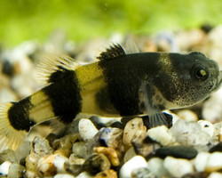 Brachygobius Doriae S