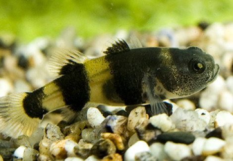 Brachygobius Doriae S