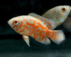 Astronotus Ocellatus Tiger Albino