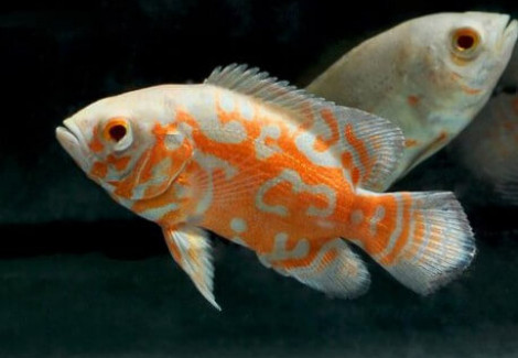 Astronotus Ocellatus Tiger Albino