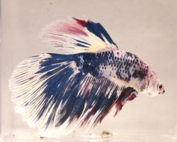 Betta  Maschio Half Moon Marble L-Xl