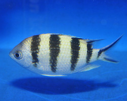 Abudefduf Sexfasciatus M