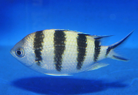 Abudefduf Sexfasciatus M