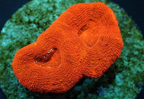 Acanthastrea Bowerbanki (Ultra) (Frag) M