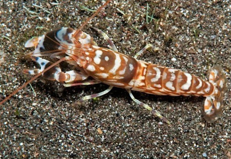 Alpheus Bellulus S