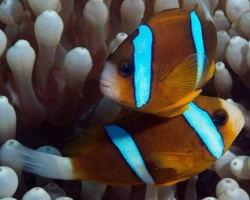 Amphiprion Akindynos (Australia Coppia)