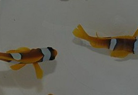 Amphiprion Bicinctus (Pair) L