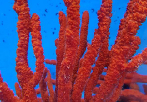 Axinella Tree Sponge M