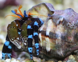 Calcinus (Hermit Crab Blue Leg) M