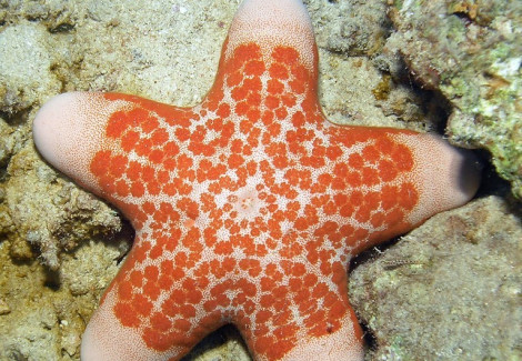 Choriaster Granulatus L