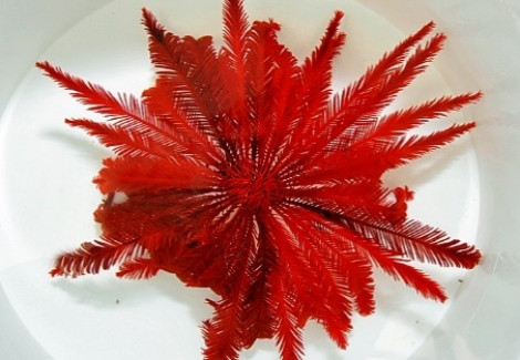 Comatula Spp. (Bright Red) M