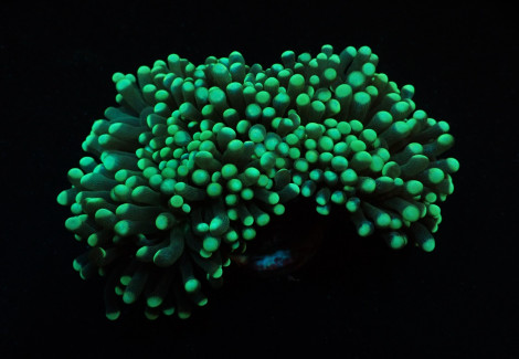 Euphyllia Cristata (Green) (Premium) S