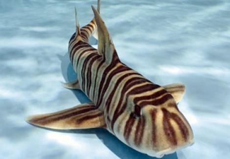 Heterodontus Zebra M