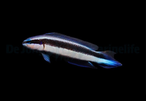 Pseudochromis Indigo (Electric) - Djm Allevato Europa M