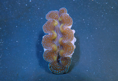 Tridacna Crocea (Grade A) 7Cm