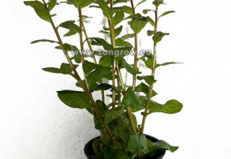 Ludwigia Guinea