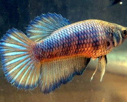 Betta  Femmina Super Delta L-Xl