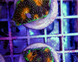 Acanthastrea Echinata Premium (Frag) M