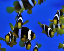 Amphiprion Clarkii (Indian) Allevato Europa M