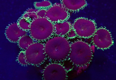 Palythoa Spp. (Purple Death) (Frag) M