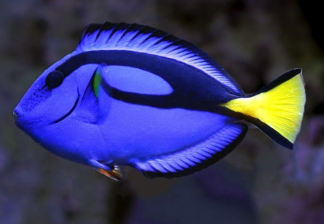 Paracanthurus Hepatus S