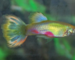 Guppy Blond Parrot Maschio M