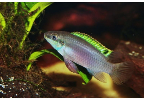 Enigmatochromis Lucanusi 3-3,5Cm