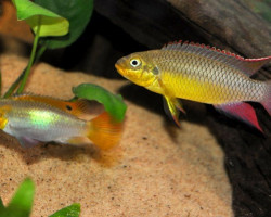 Pelvicachromis Taeniatus Spec. Klugei 4-5Cm