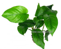 Anubias Barteri Species