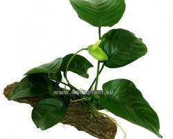 Anubias Stonewood S