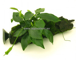 Anubias Wood S Con Ventosa