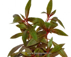 Ludwigia Perennis