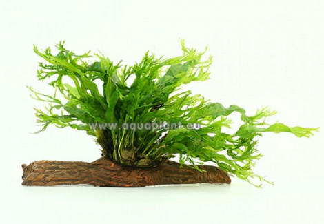 Microsorum Windelov (Crisped Leaves) Stonewood S