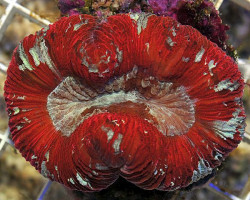 Trachyphyllia Spp. (Red Premium) Xl