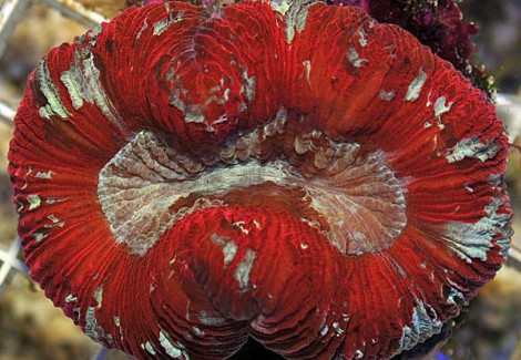 Trachyphyllia Spp. (Red Premium) Xl