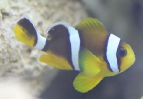 Amphiprion Chrysogaster M