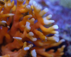 Distichopora Violacea / Stylaster (Orange) S