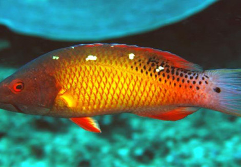 Bodianus Diana Sm